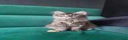 Maine Coon cats for sale: LAST TICA reg. female  - Advert 7