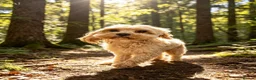 Cavapoo dogs for sale: F1b beautiful Cavapoo puppies  - Advert 5