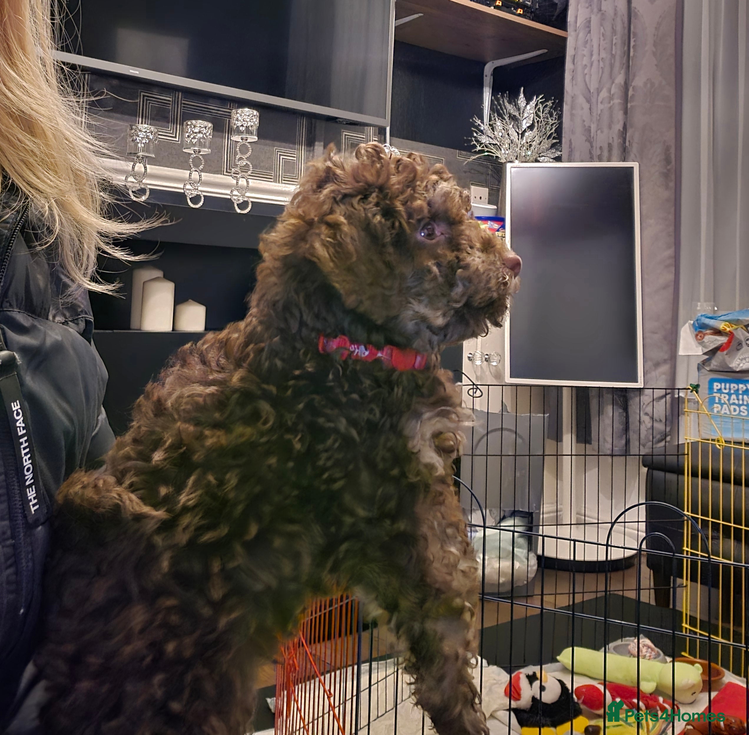 Doxiepoo dogs Beautiful toy poodle phantom rare colour 3/4 pups - Advert 15