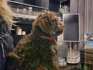 Doxiepoo dogs Beautiful toy poodle phantom rare colour 3/4 pups - Advert 18