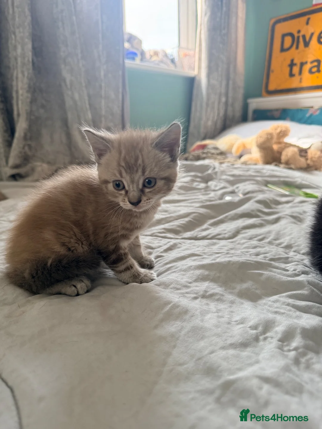 Ragdoll cats for sale: Beautiful Ragdoll Cross kittens  - Advert 2