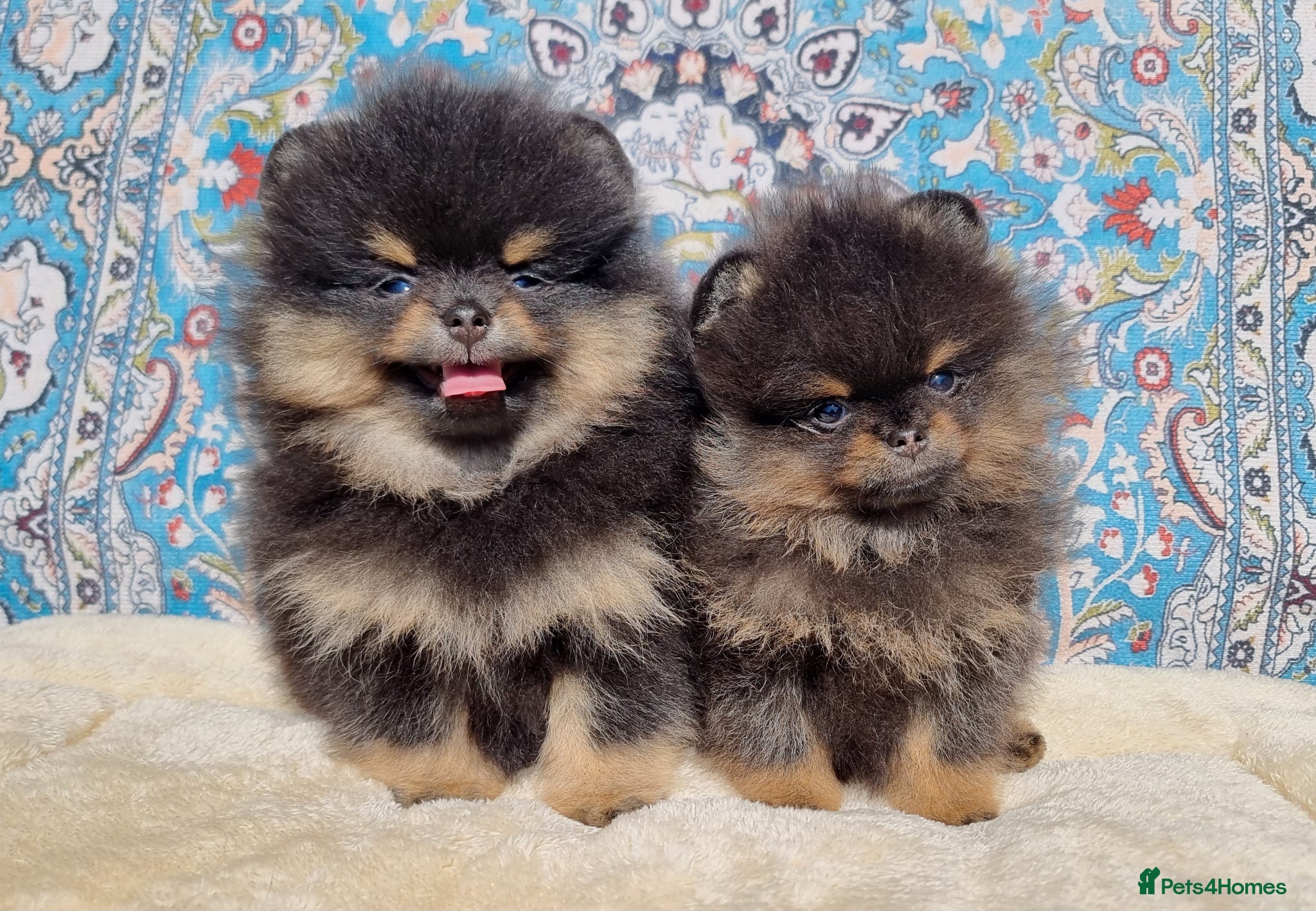 Pomeranian dogs Luxury Pomeranian puppies for sale!!! - Advert 6