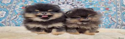 Pomeranian dogs for sale: Luxury Pomeranian puppies for sale!!! - Advert 2