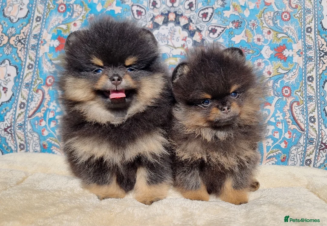 Pomeranian dogs for sale: Luxury Pomeranian puppies for sale!!! - Advert 2