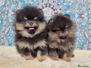 Pomeranian dogs Luxury Pomeranian puppies for sale!!! - Advert 6