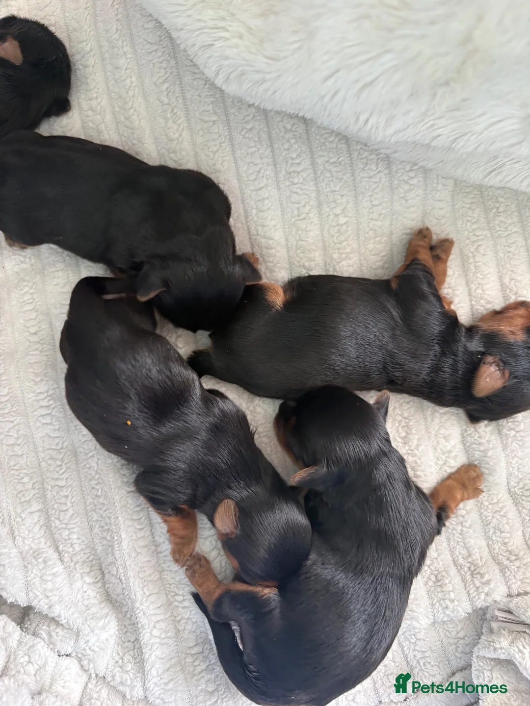 Yorkshire Terrier dogs for sale: Yorkshire terrier puppies in Crawley - Advert 4