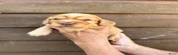 Cocker Spaniel dogs for sale: Beautiful Show Type Cocker Spaniels in Ongar - Advert 4