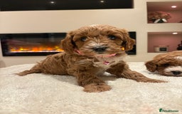 Cavapoo dogs for sale: Outstanding F1B Cavapoo puppies - Image 17