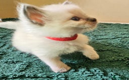 Ragdoll cats for sale: 7 beautiful fluffy Ragdoll cats.  - Image 20