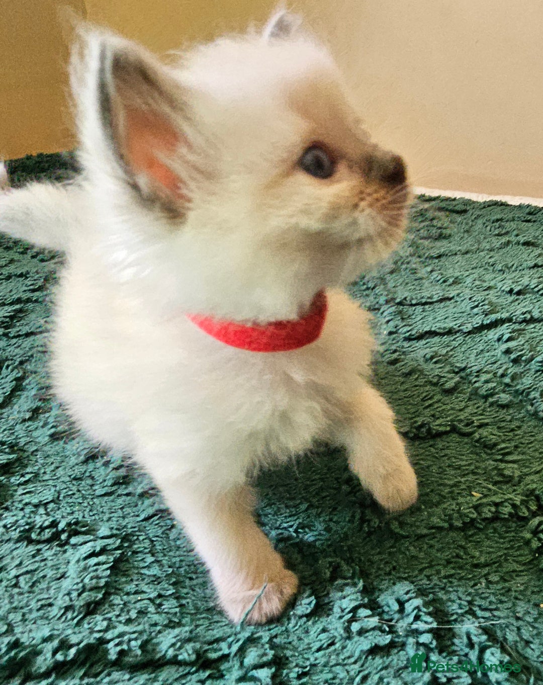 Ragdoll cats for sale: 7 beautiful fluffy Ragdoll cats.  - Image 20
