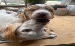 Cocker Spaniel dogs for sale: Golden & Red Working Cocker Spaniel Puppies - Image 19