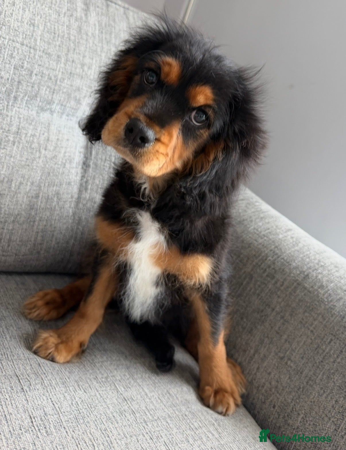 Cavalier King Charles Spaniel dogs Beautiful health tested cavalier King Charles  - Advert 6