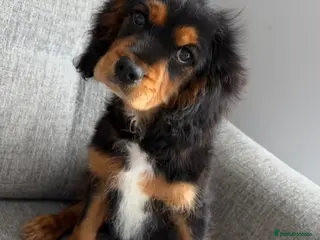 Cavalier King Charles Spaniel dogs Beautiful health tested cavalier King Charles - Advert 6