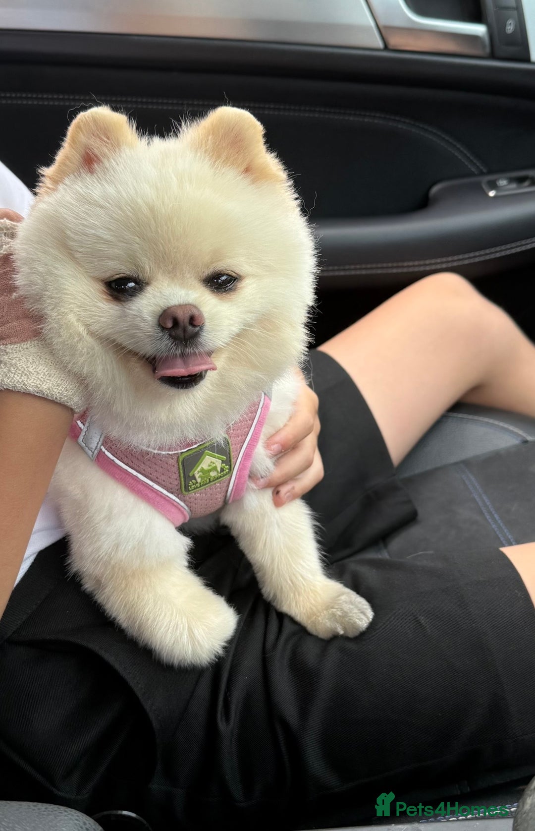 Pomeranian dogs for stud: Fendi - Image 6