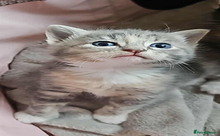 British Shorthair cats - Advert 19