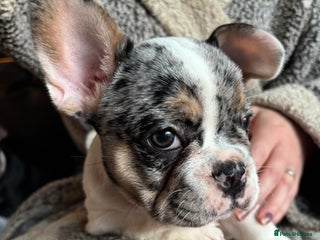 French Bulldog dogs (Price Reduced) French Bulldog Puppies For Sale - Advert 5