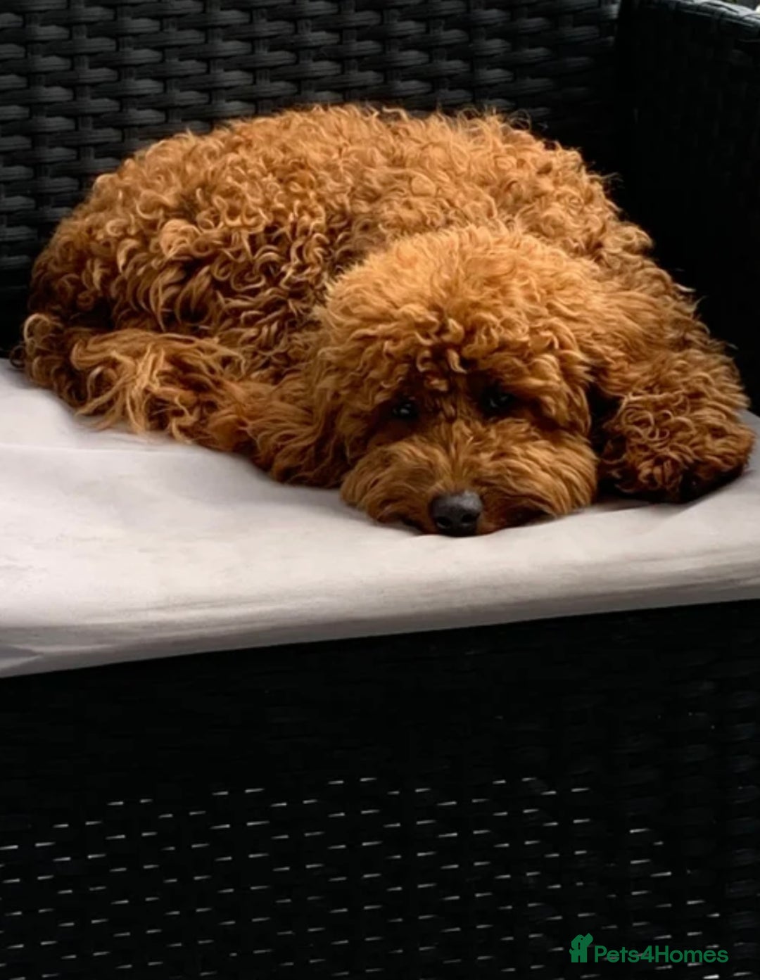 Cavapoo dogs for sale: Stunning chunky cavapoos - Advert 15