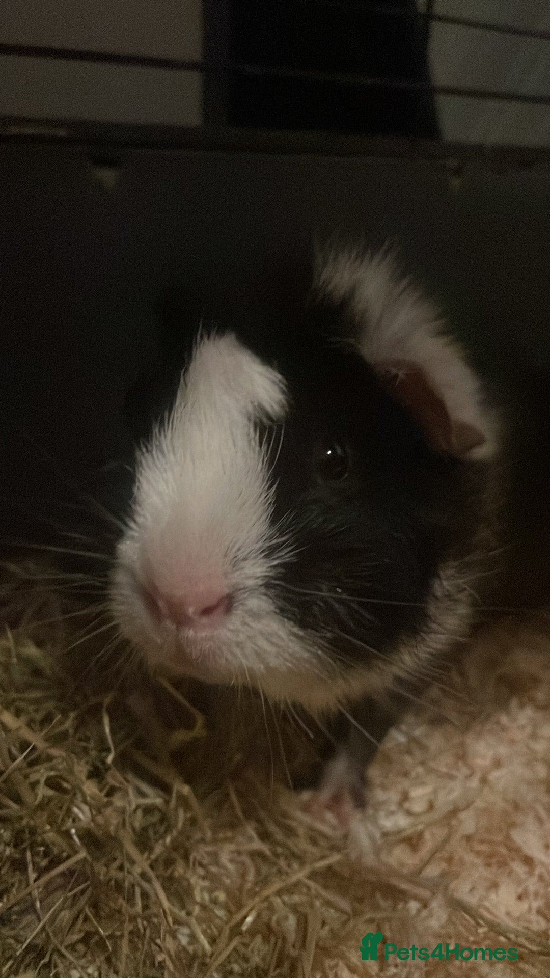 Guinea Pig rodents for sale: Guinea pig - Advert 3