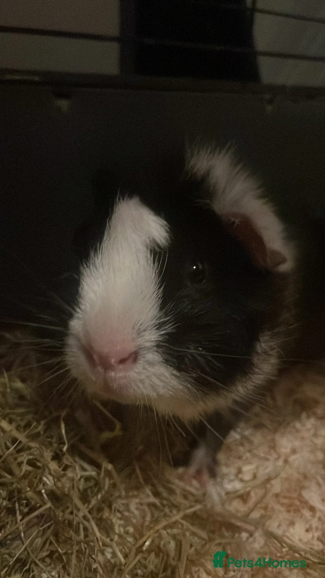 Guinea Pig rodents for sale: Guinea pig - Advert 3