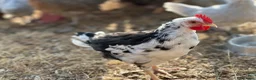 Chickens poultry for sale: Pure Breed Cockerels  - Advert 2