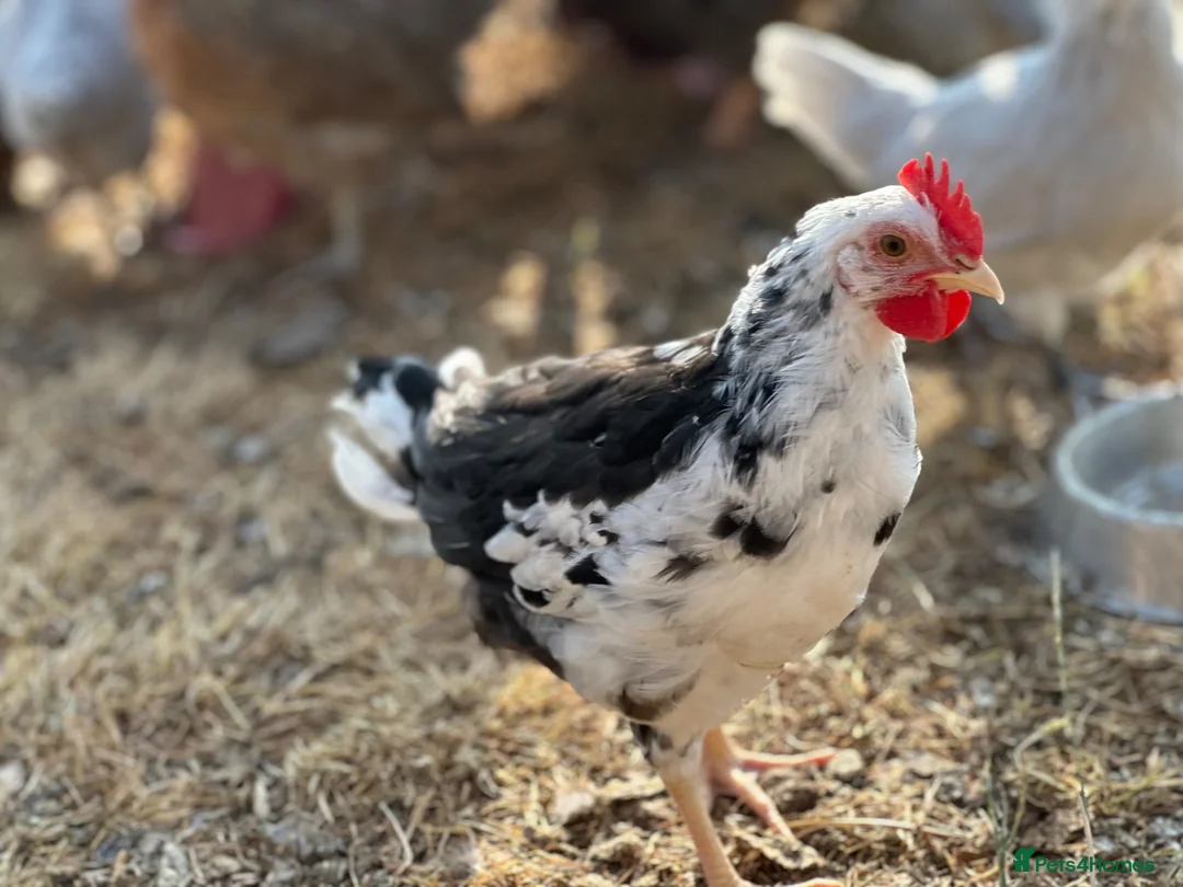 Chickens poultry for sale: Pure Breed Cockerels  - Advert 2