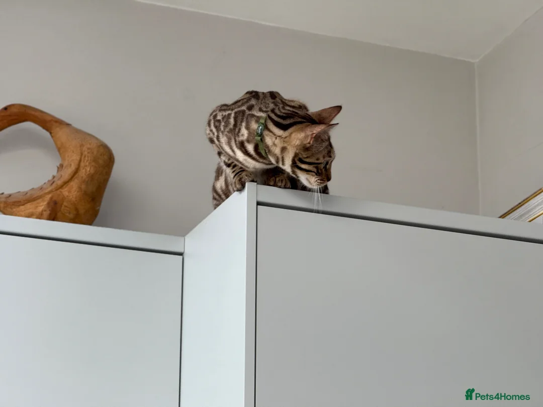 Bengal cats for adoption: Female Bengal in Cheltenham - Advert 6