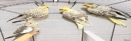 Cockatiels birds for sale: Beautiful baby hand tamed cockatiels for sale. - Advert 15