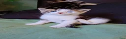 Brazilian Shorthair cats for sale: Beautiful kittens for sale  - Advert 3