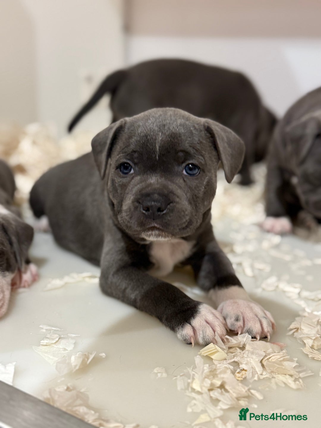 Staffordshire Bull Terrier dogs for sale: Pick of the litter pup available! Ch Bloodline - Image 21