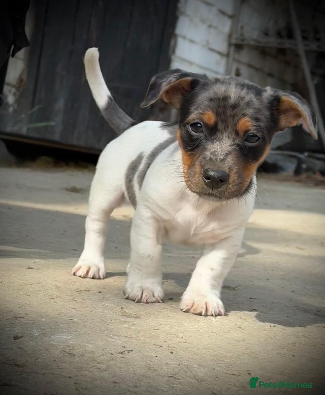 Jack Russell dogs for sale: Outstanding jack russels  - Image 5
