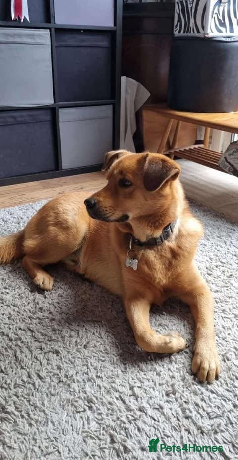 Mixed Breed dogs Rescue boy Mason is looking for his second chance! - Advert 4