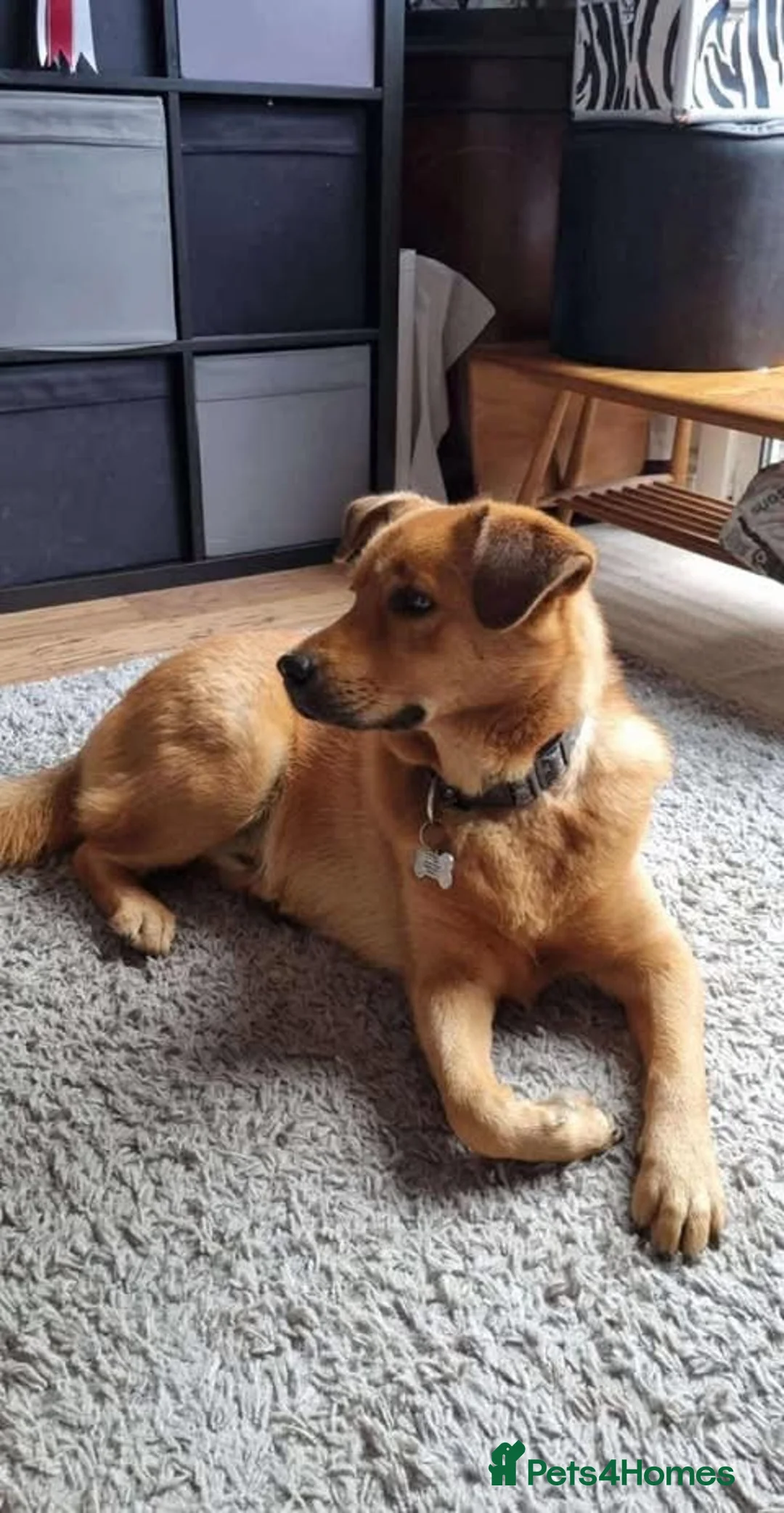 Mixed Breed dogs for adoption: Rescue boy Mason is looking for his second chance! - Advert 1