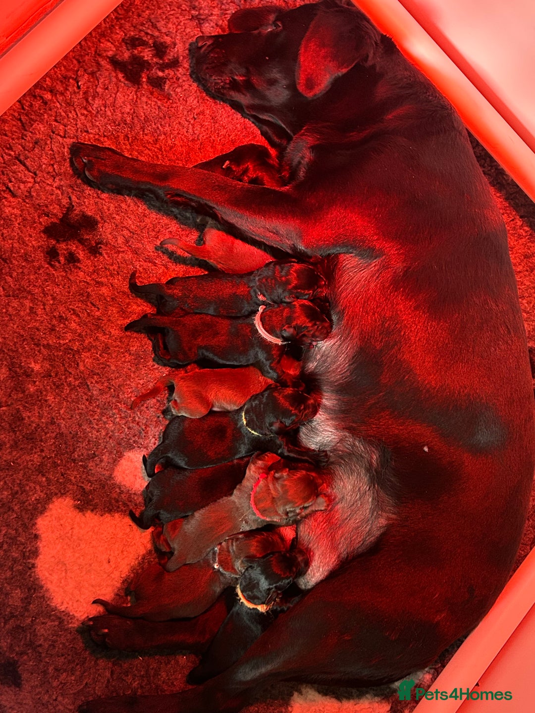 Labrador Retriever dogs for sale: 3 black dogs available  - Image 13