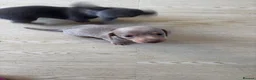 Miniature Dachshund dogs for sale: 3 beautiful Dacshund baby’s  - Advert 8