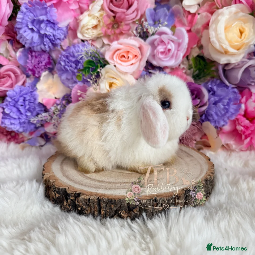 Mini Lop rabbits for sale: 🌸 Friendly Mini Lops 🌸 xxx - Advert 1
