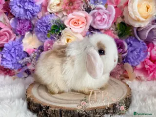 Mini Lop rabbits 🌸 Friendly Mini Lops & dm lion lop 🌸 xxx - Advert 14