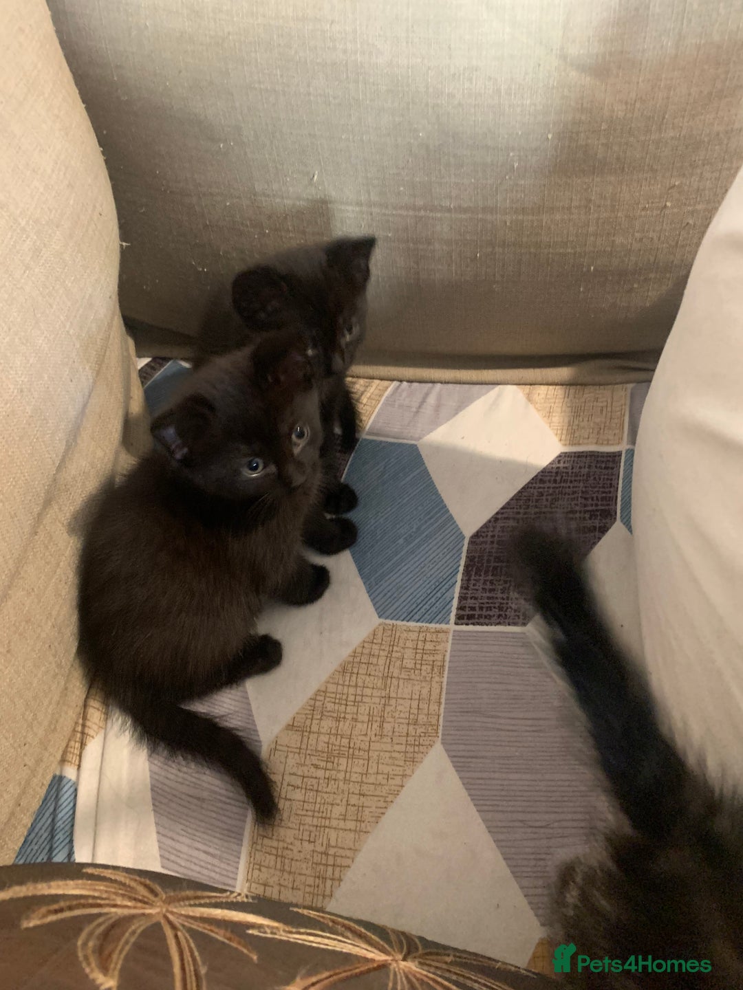 Mixed Breed cats for sale: Mixed breed kittens for sale - Image 4