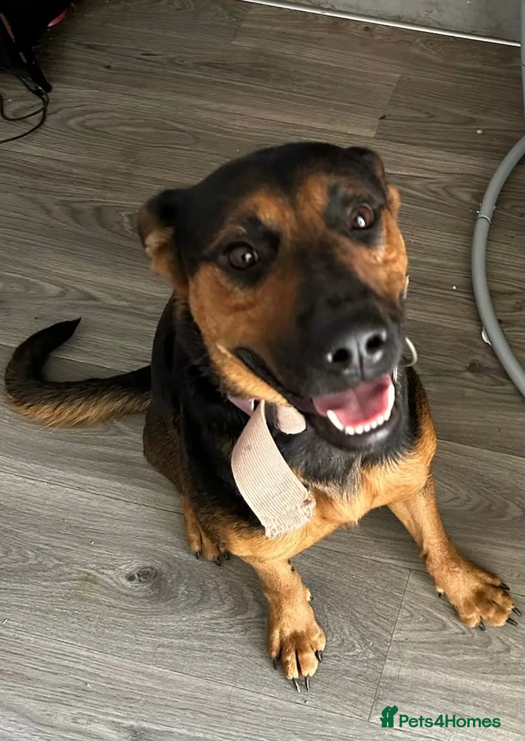 Mixed Breed dogs for sale: Loving 1-Year-Old Shepweiler Female  - Advert 1