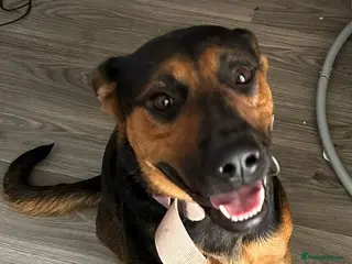 Mixed Breed dogs Loving 1-Year-Old Shepweiler Female - Advert 4
