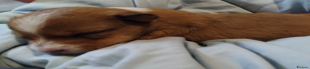 Female Puppy 3