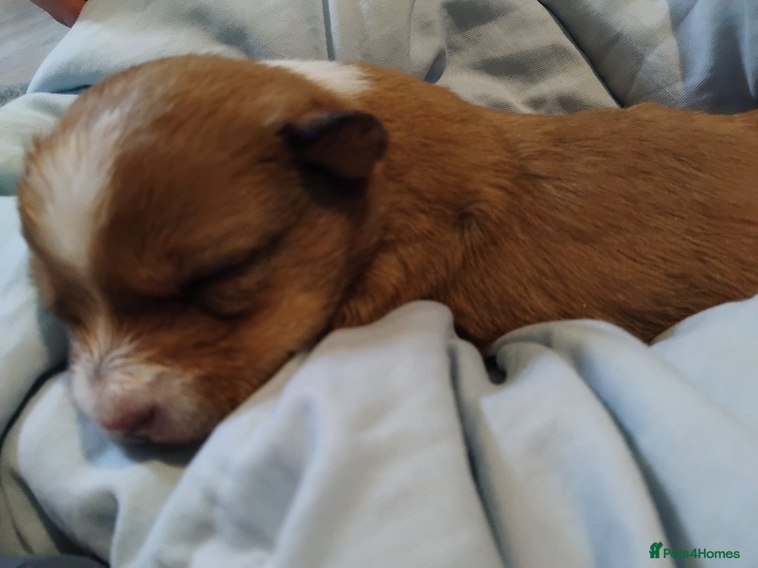 Mixed Breed dogs for sale: Small Yorkshire x Russell pups for sale - Image 5