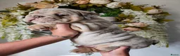 English Bulldog dogs for sale: Lilac & tan merle English bulldog  in Rowley Regis - Advert 8