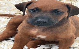 Rhodesian Ridgeback dogs for sale: Rhodesian Ridgeback Puppies KC reg - Image 4