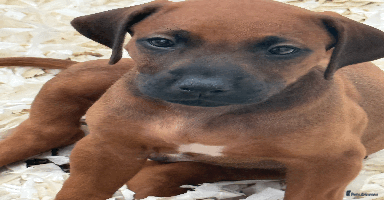 Rhodesian Ridgeback dogs - Advert 5