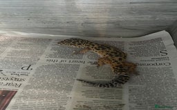 Leopard Gecko reptiles for sale: 1 male yellow leopard gecko with viv  - Image 5