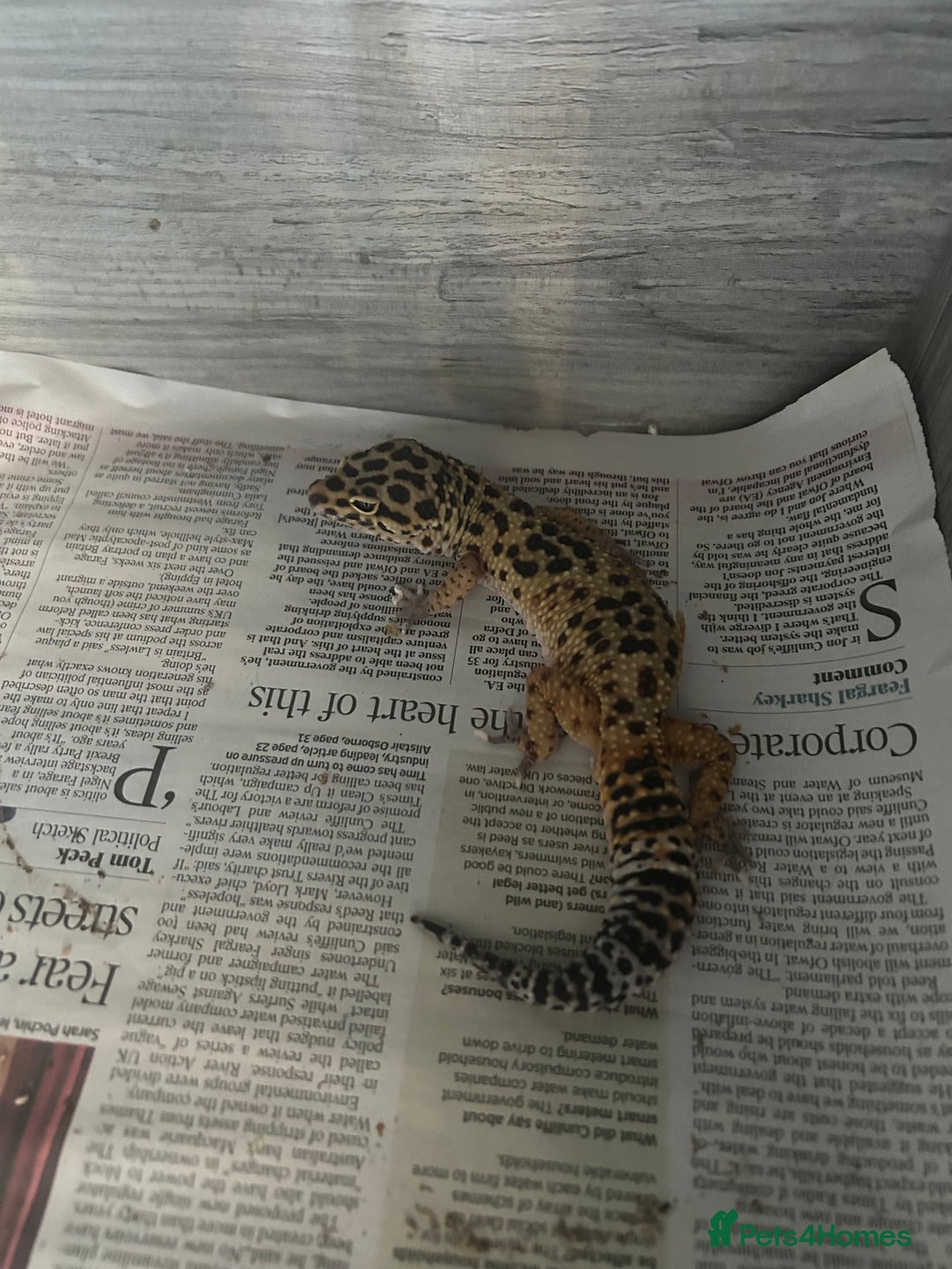 Leopard Gecko reptiles for sale: 1 male yellow leopard gecko with viv  - Image 5