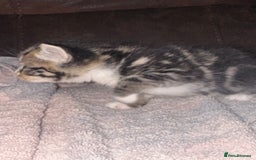 Maine Coon cats for sale: 3 beautiful part Maine coon kittens  - Image 12