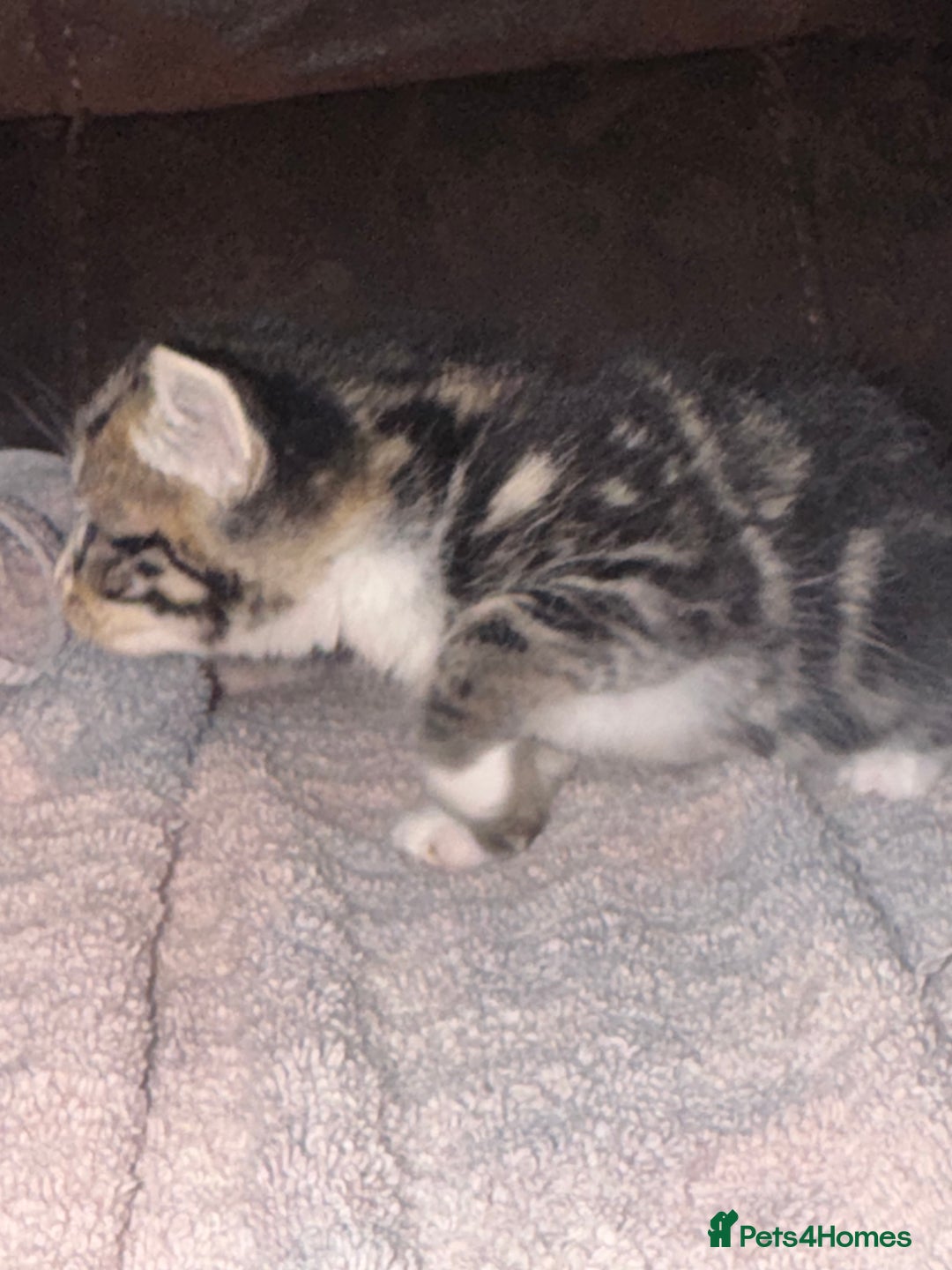 Maine Coon cats for sale: 3 beautiful part Maine coon kittens  - Image 12