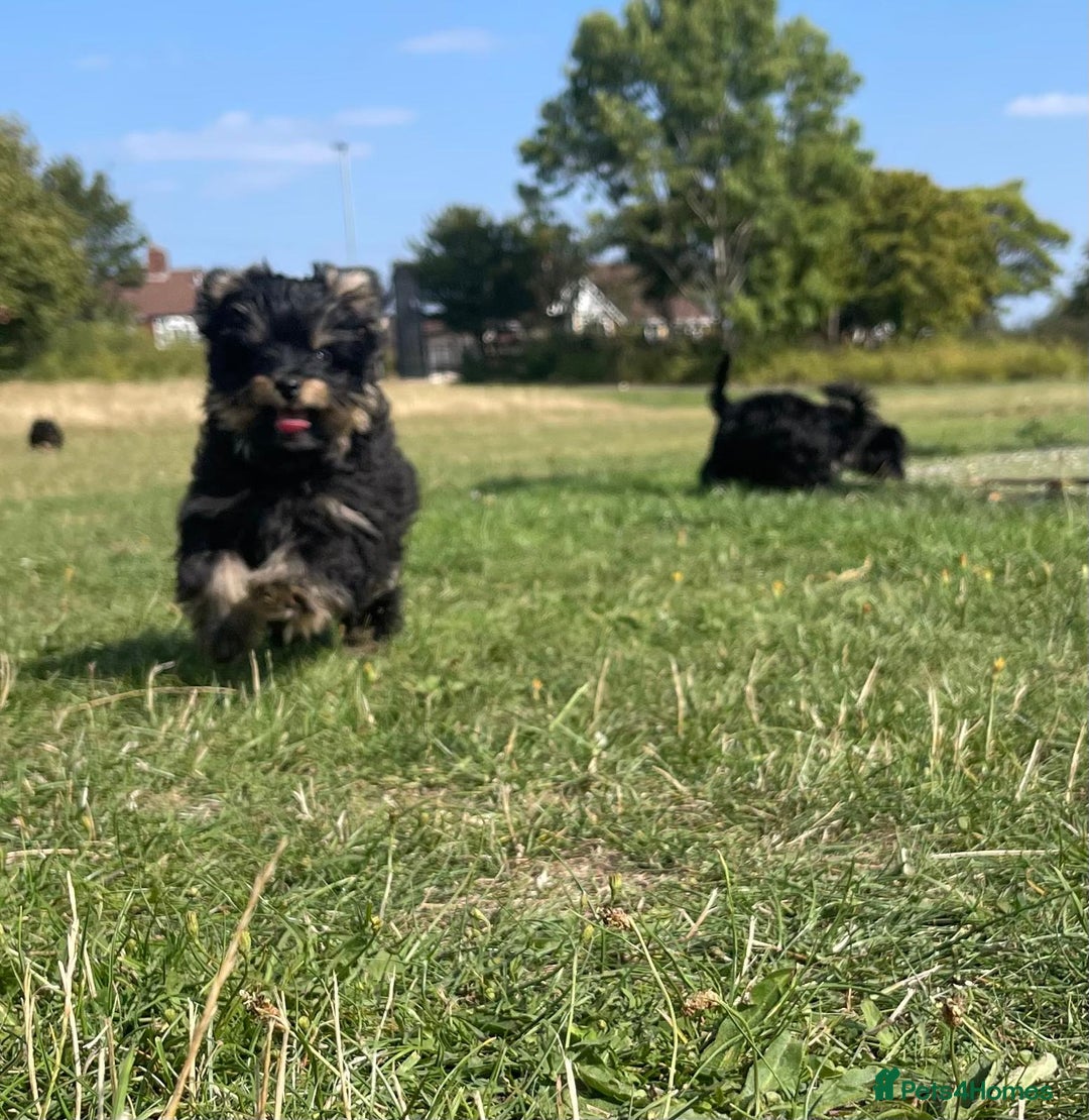 Biewer Terrier dogs for sale: 4 Black and tan Terrier pups, chipped & vaccinated - Image 1