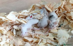 Mouse rodents for sale: Pretty fancy mice in Bridgwater - Image 5